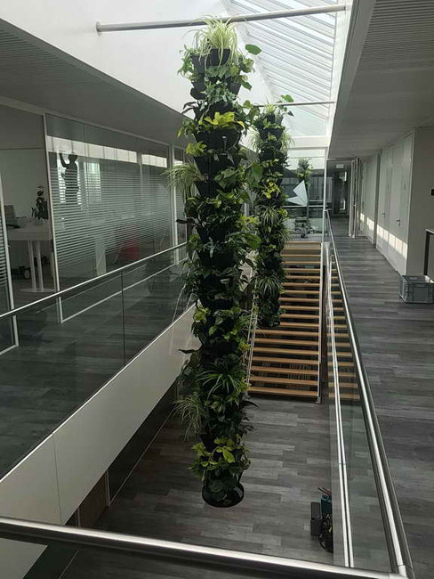 Lianensystem, Hängende Gärten