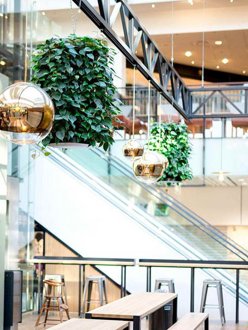 Lianensystem als Ampel, Hängende Gärten