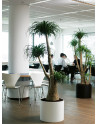 PLANTO Planter made of Polystyrene