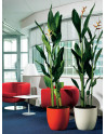 SOLA Planter made of Polystyrene