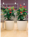 SOLA Planter made of Polystyrene