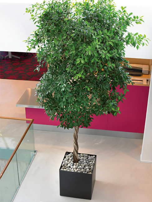 ZONDA: square Planter made of Polystyrene