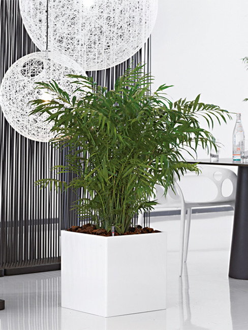 ZONDA: square Planter made of Polystyrene