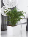 ZONDA: square Planter made of Polystyrene