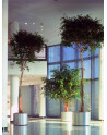 SN-650 Planters